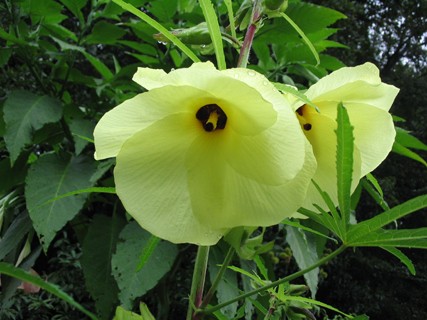 abelmoschus